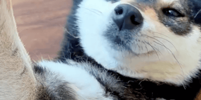 cane spazzolato