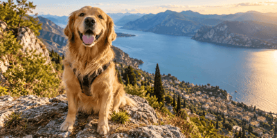 cane sul lago
