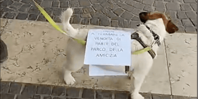 cane votato alle elezioni