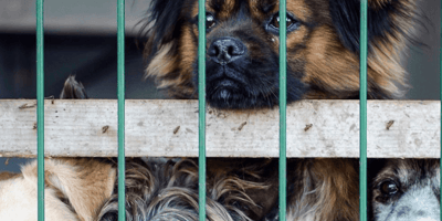 cani in gabbia