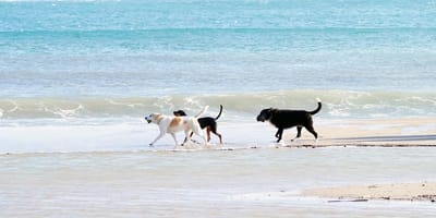 cani in spiaggia