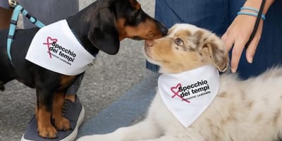 cani insieme