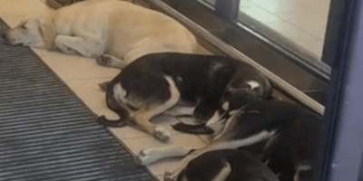 cani nel supermercato