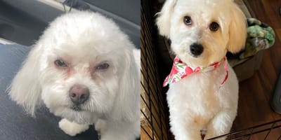 Maltipoo