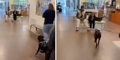 Screenshot aus dem Video mit dem Hund