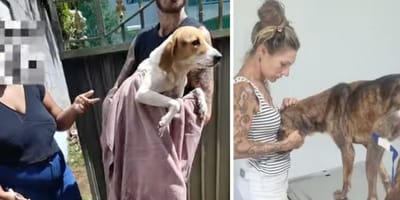 rodzina adopcyjna maltretuje zwierzęta