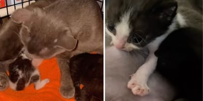 Captures from the video of the cat and the orphaned kittens