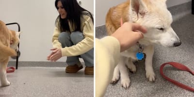 Captures de la vidéo de la chienne