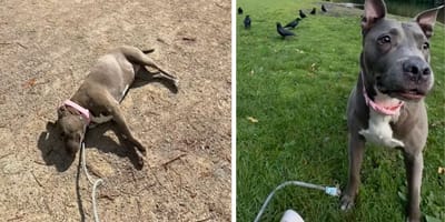 Captures de la vidéo de la chienne au parc