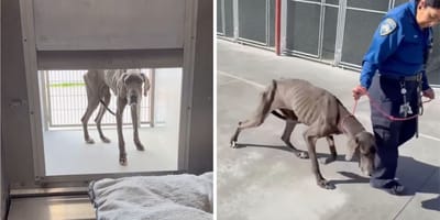 Captures de la vidéo de la chienne Dogue Allemand