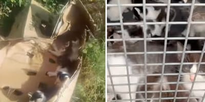 Captures de la vidéo des chatons