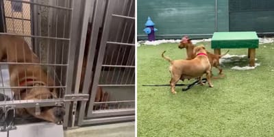 Captures de la vidéo des chiens