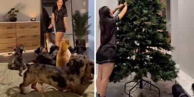 Captures from the video of the dogs