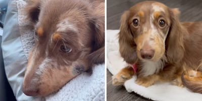 Szenen aus dem Video der Hunde
