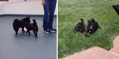 Stills from the video of the two dogs