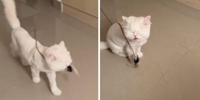 Captures de la vidéo du chat