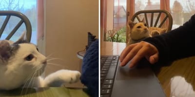 Captures de la vidéo du chat