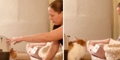 Captures de la vidéo du chat