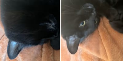 Captures de la vidéo du chat