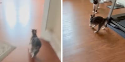 Captures de la vidéo du chat