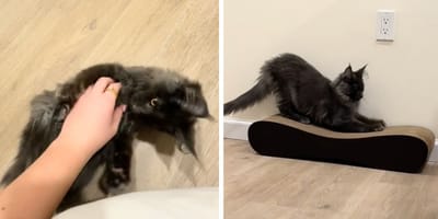 Stills from the video of the cat
