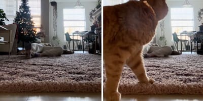 Stills from the video of the cat