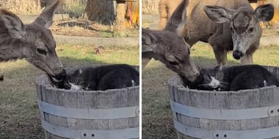 Stills from the video of the cat