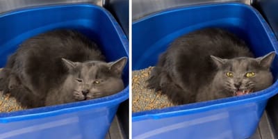 Captures de la vidéo du chat abandonné