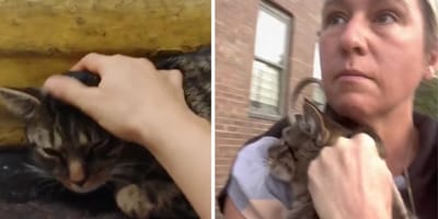 Stills from the video of the cat on the subway