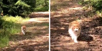 Capturas del vídeo del gato encontrado