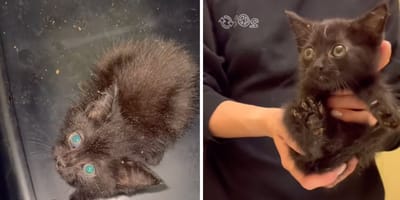 Captures de la vidéo du chaton