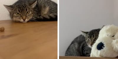 Captures de la vidéo du chaton