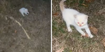 Captures de la vidéo du chaton trouvé