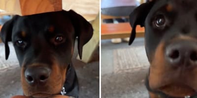 Captures de la vidéo du chien