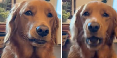 Captures de la vidéo du chien