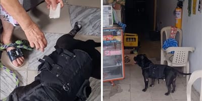 Captures de la vidéo du chien