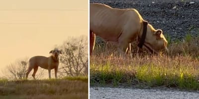 Captures de la vidéo du chien