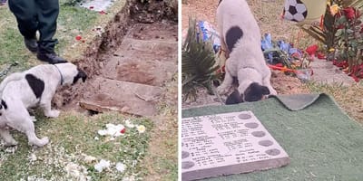 Captures de la vidéo du chien