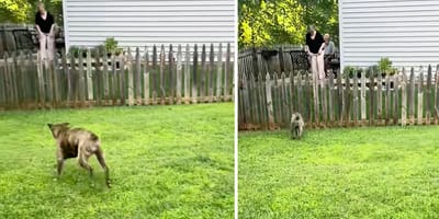 Captures de la vidéo du chien