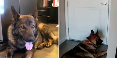 Screenshots van de video van de hond