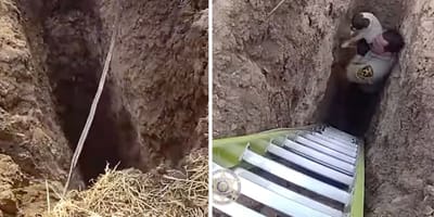 Captures de la vidéo du chien