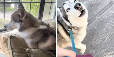 Captures de la vidéo du chien