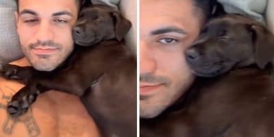 Captures de la vidéo du chien