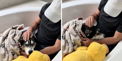 Bilder aus dem Hundevideo