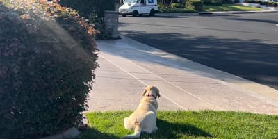 Bilder aus dem Hundevideo