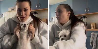 Screenshots from the dog video