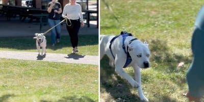 Screenshots from the dog video