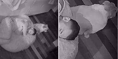 Screenshots from the dog video