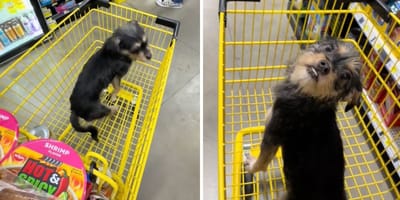 Szenen aus dem Video mit dem Hund