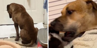 Stills from the video of the dog